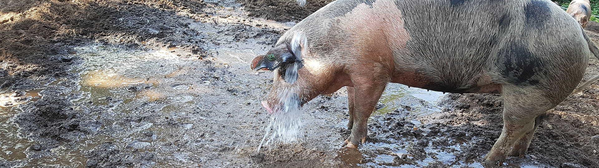 Mastschweine beim Duschen Hof Schmidt Lila Hofladen