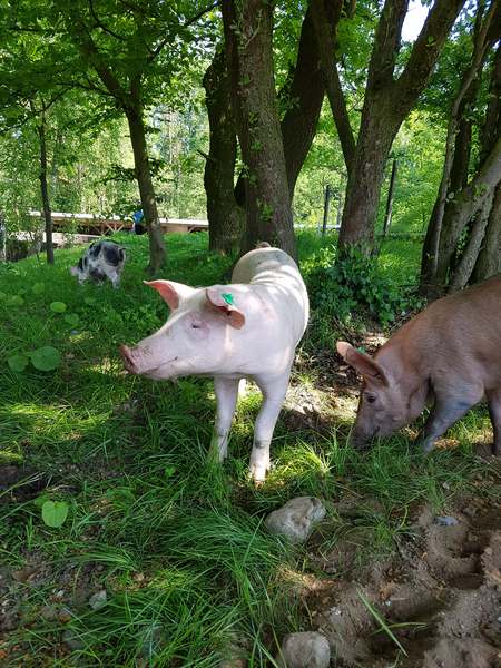 Matschweine Lila Hofladen auf der Wiese