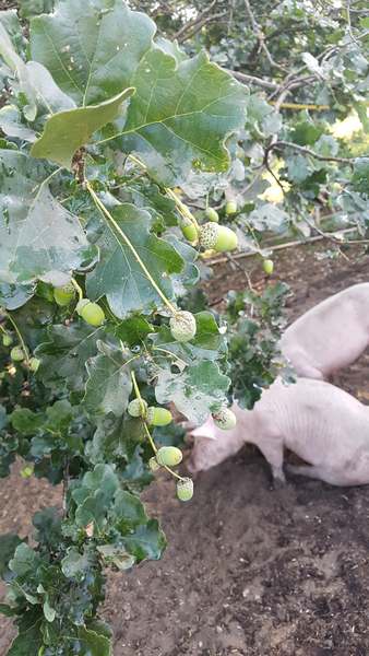 Matschweine Lila Hofladen Hof/Schmidt bei Gudow beim Fressen