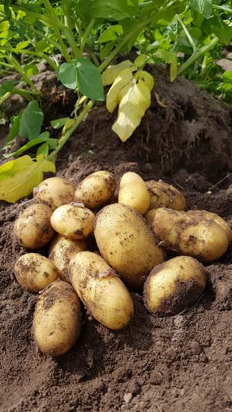 Kartoffel Feld frisch geerntet Hof Schmidt LiLa Hofladen